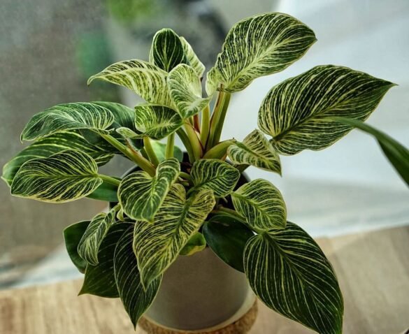 Philodendron Birkin Care Guide