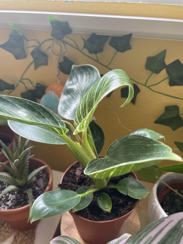 Philodendron Birkin curling leaves