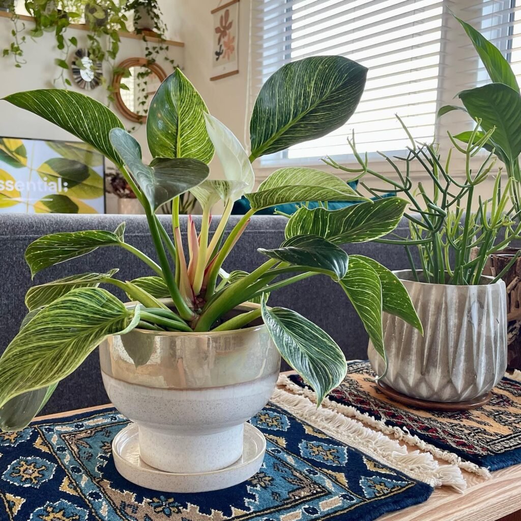 Philodendron Birkin in a pot