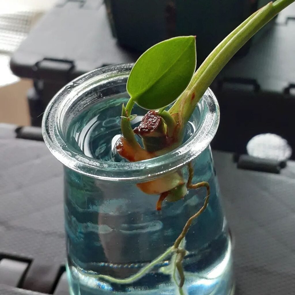 Philodendron Birkin water propagation