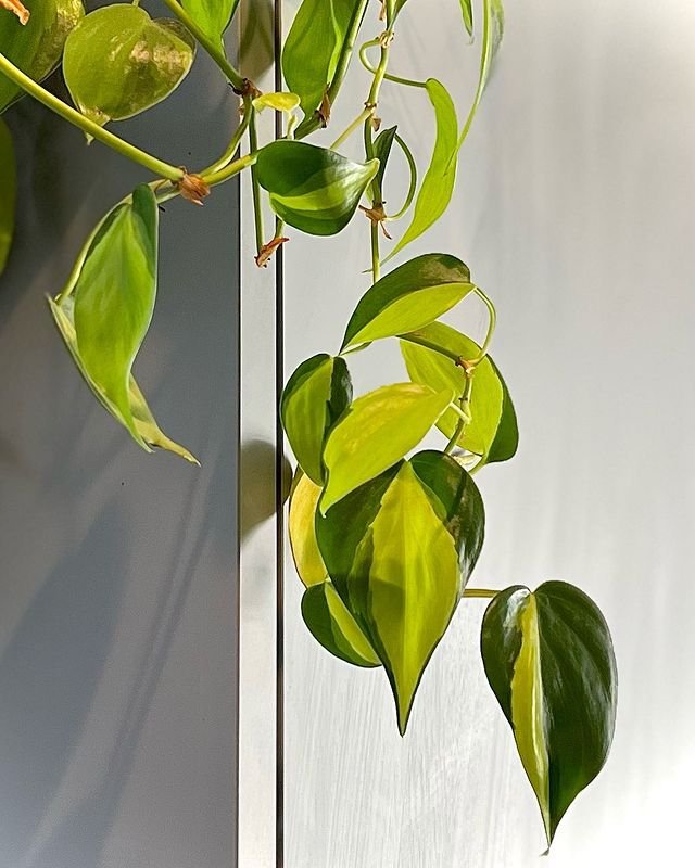 Philodendron Brasil Hanging