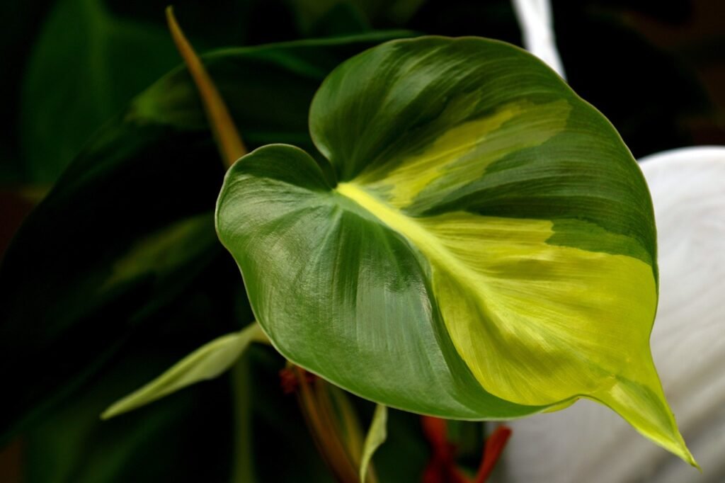 Philodendron Brasil Leaf