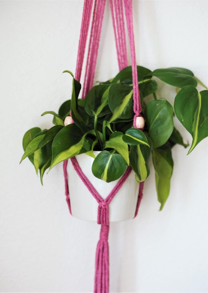 Philodendron Brasil in a pot