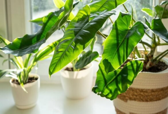 Philodendron Burle Marx Care Philodendron Burle Marx Care