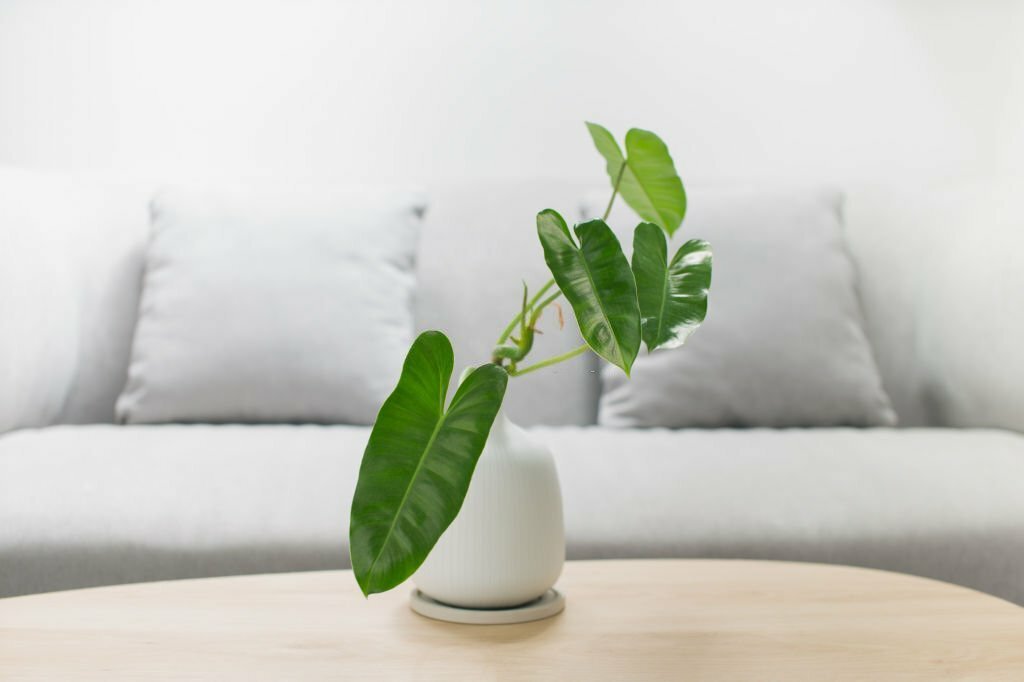 Philodendron burle marx in a white vase on a wooden table.