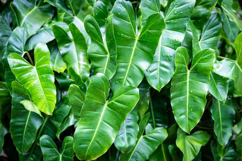 Philodendron Philodendron burle marx leaves texture background