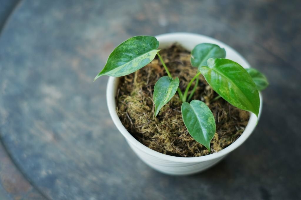 philodendron burle marx varigata ornamental plant in a pot