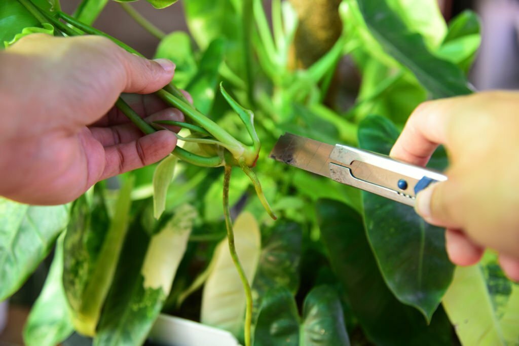 Philodendron Burle Marx propagate