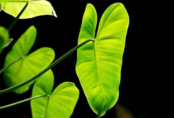 Philodendron Rugosum