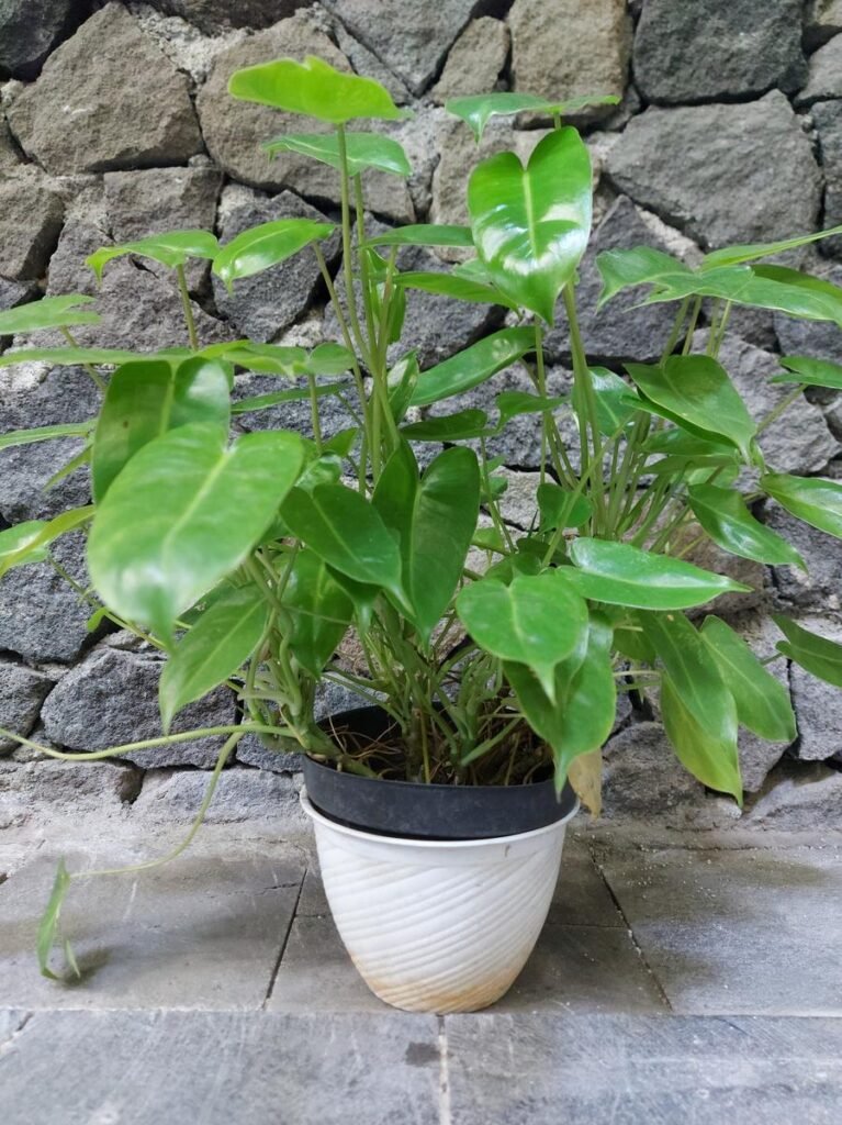 Philodendron Rugosum Care