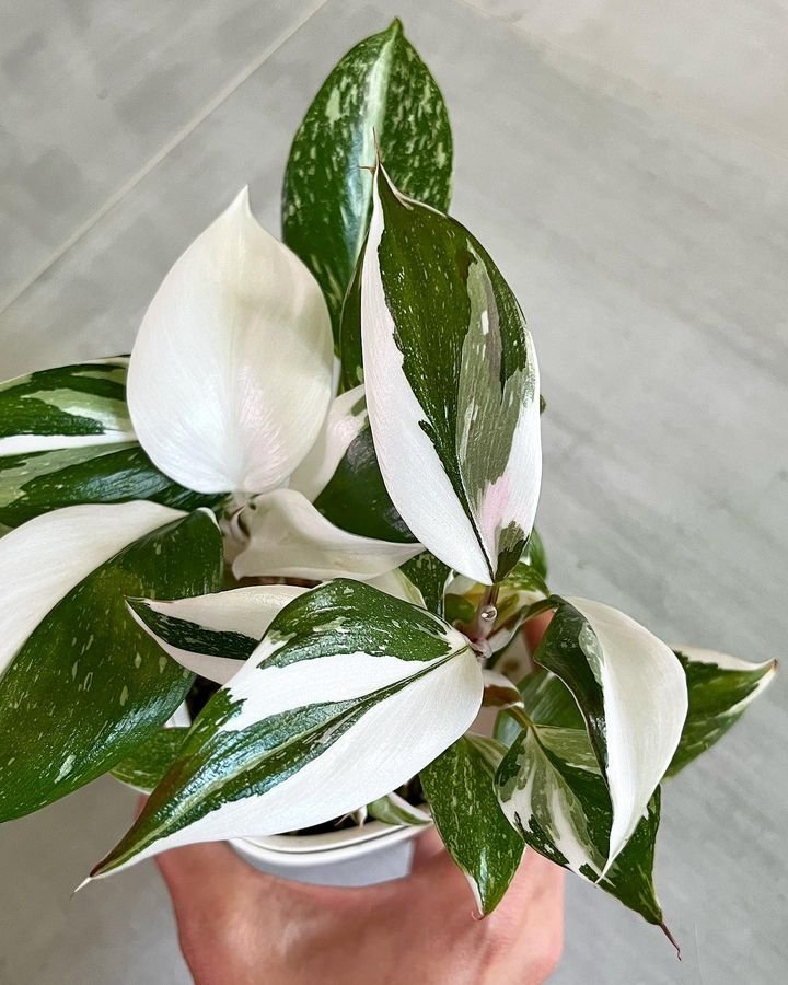 Philodendron White Knight pot