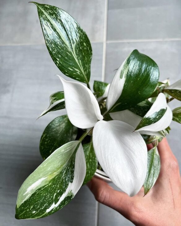 Philodendron White Knight Care
