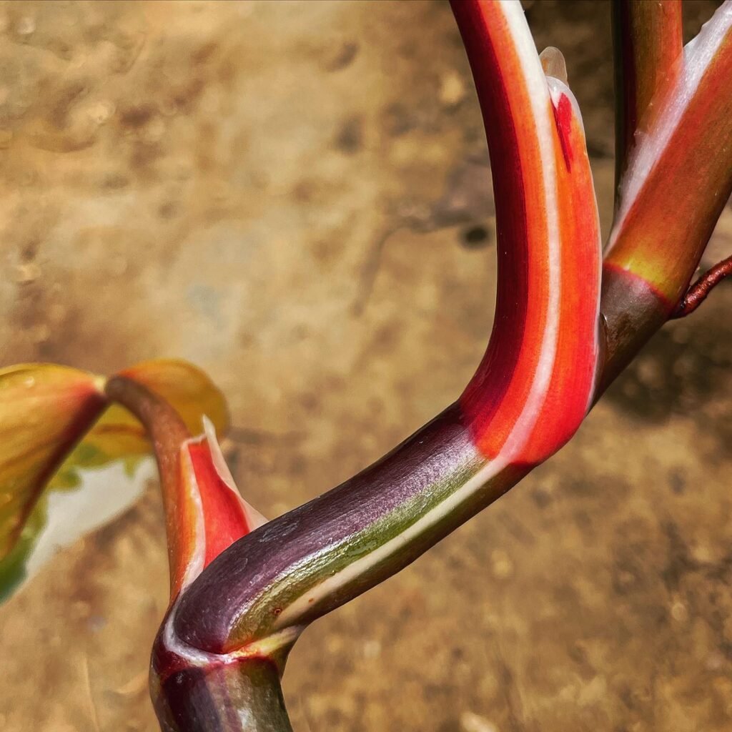 Philodendron White Knight stem