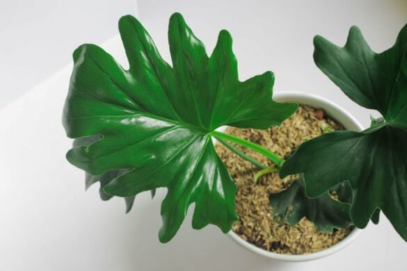 Tree Philodendron Tree Philodendron Care