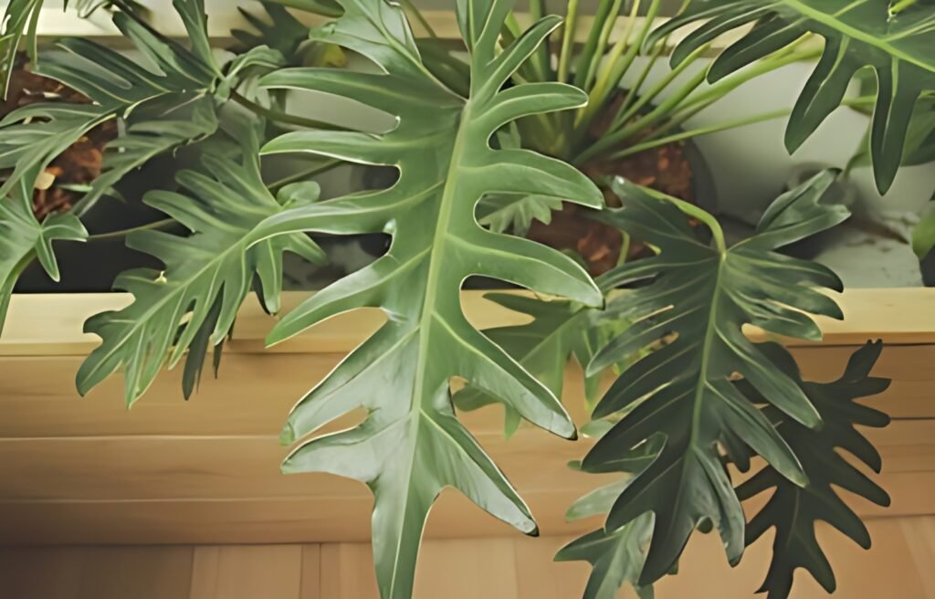 philodendron bipinnatifidum