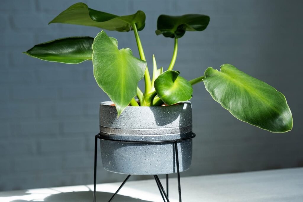 philodendron rugosum care guide