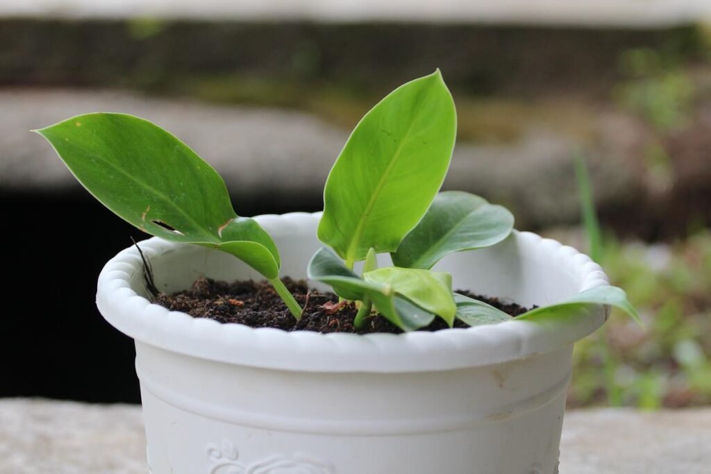 philodendron rugosum repotting