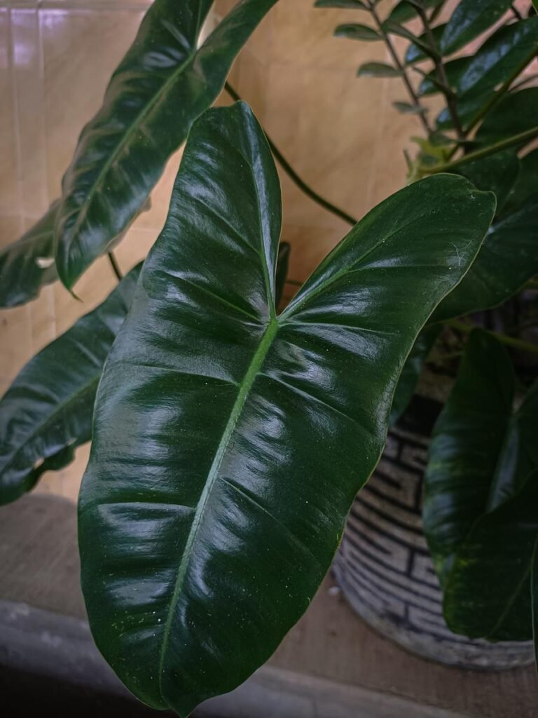 philodendron rugosum thick leaves indoor houseplant 