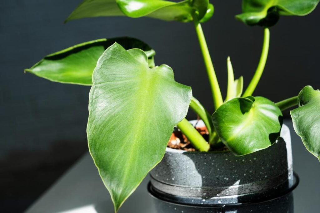 philodendron rugosum pot