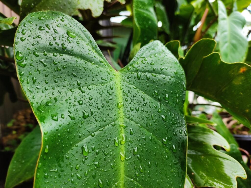 philodendron rugosum watering