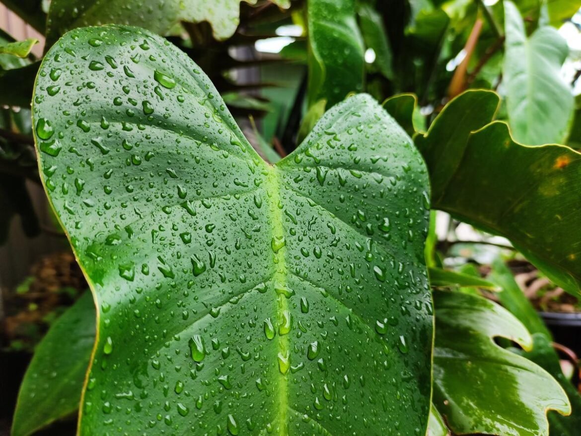 Philodendron Rugosum Care Guide: Everything You Need to Know About ...