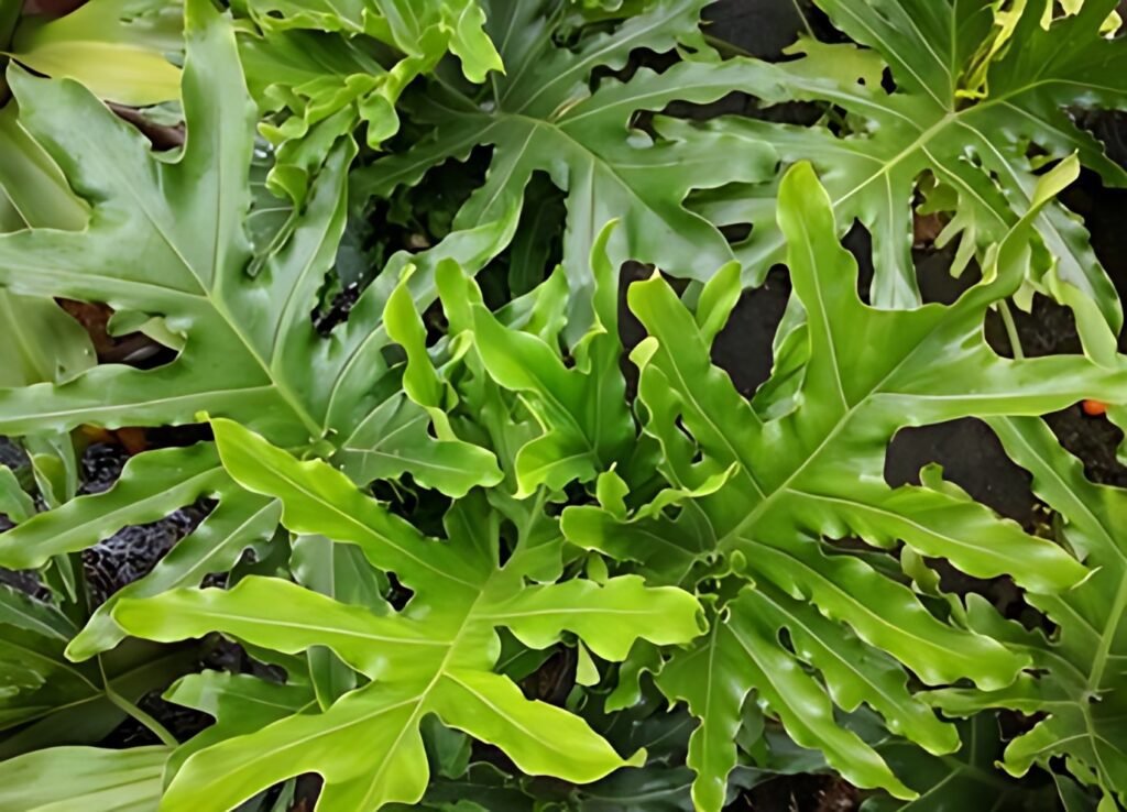 philodendron selloum