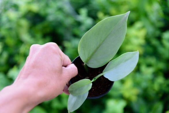 silver sword philodendron