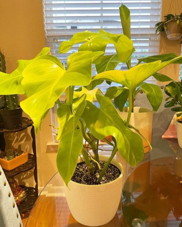Bipennifolium Aurea Philodendron