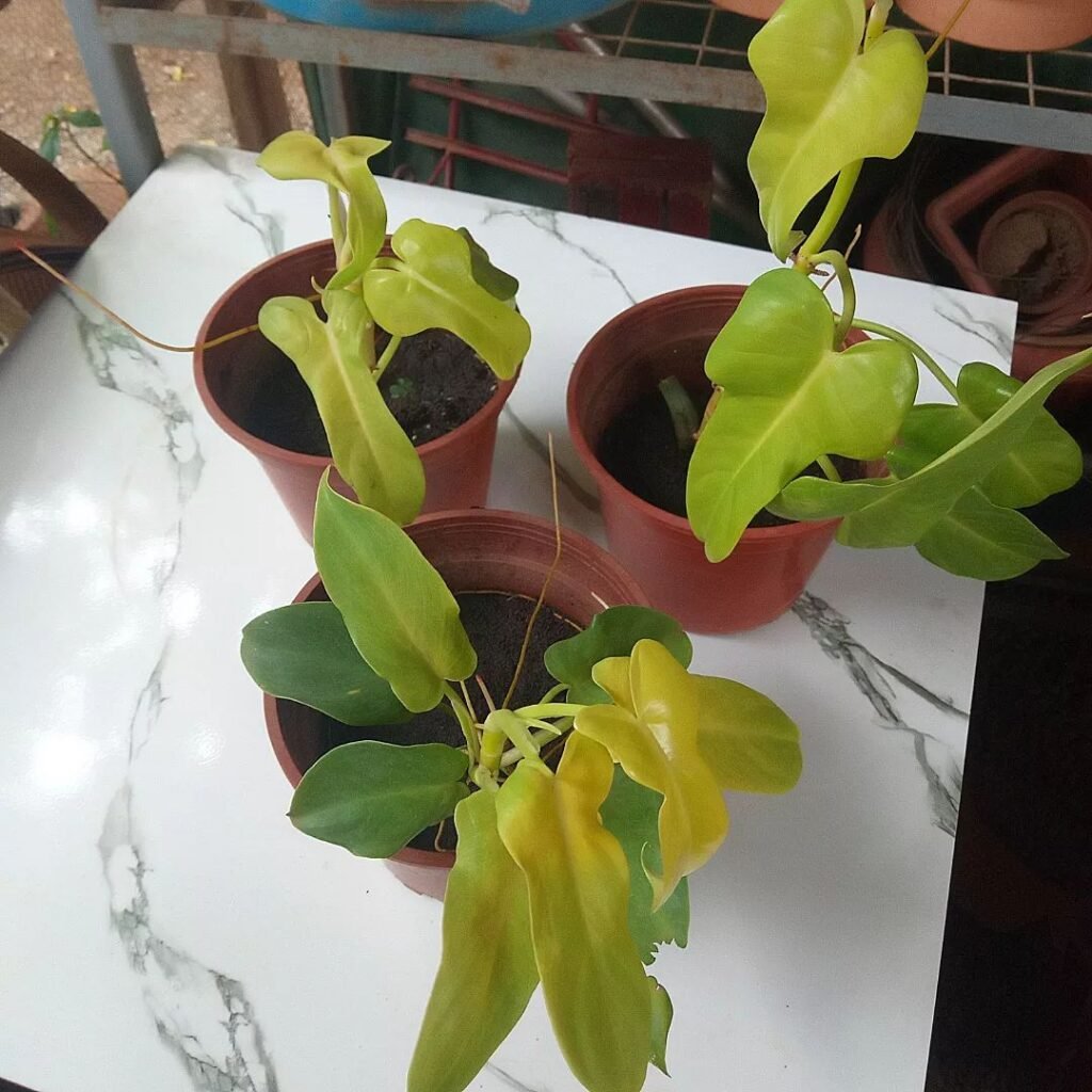 Bipennifolium Aurea Philodendron Care