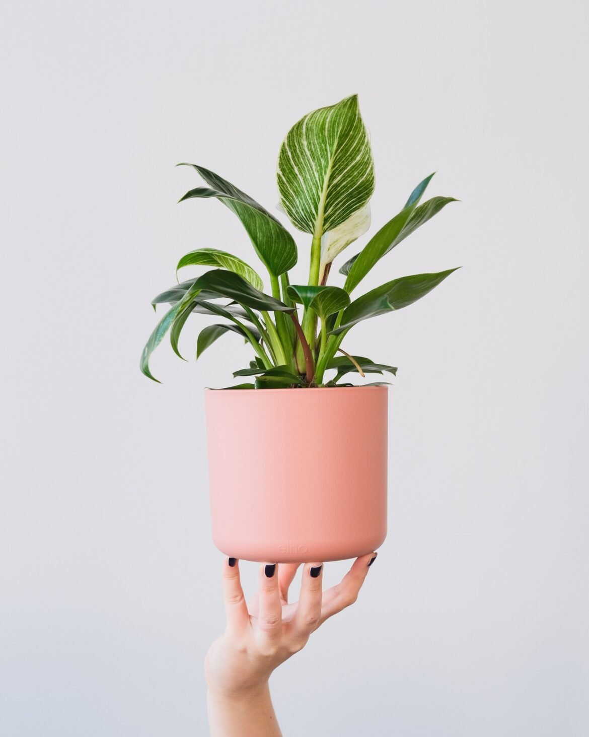 Expensive Philodendron Plant Expensive Philodendron Plant
