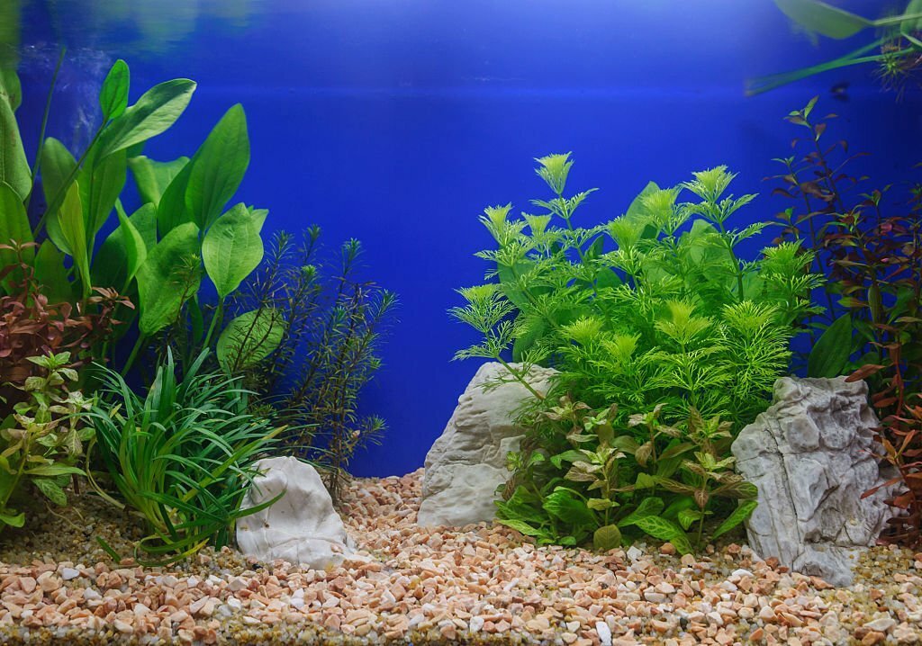 ATTACHMENT DETAILS Fish-Tank-WIth-Plants.jpg November 2, 2023 186 KB 1024 by 718 pixels Edit Image Delete permanently Alt Text