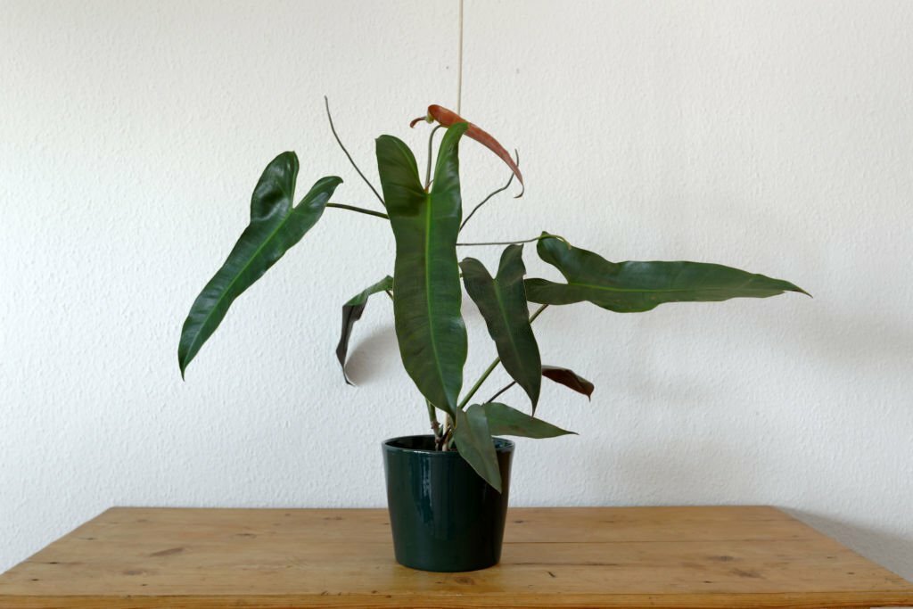 Philodendron Atabapoense