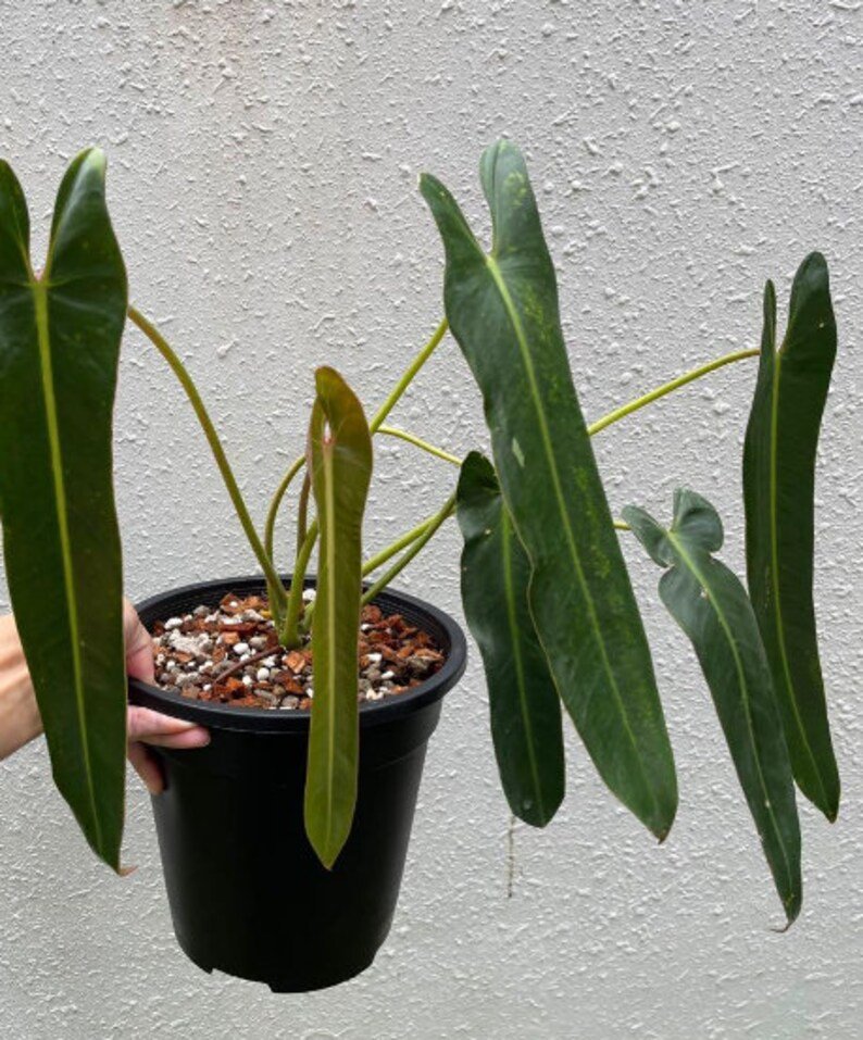 Philodendron Spiritus Sancti